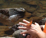 Butterfly Release hand